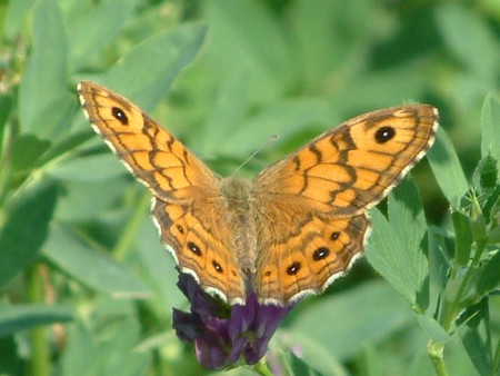 Aglais io